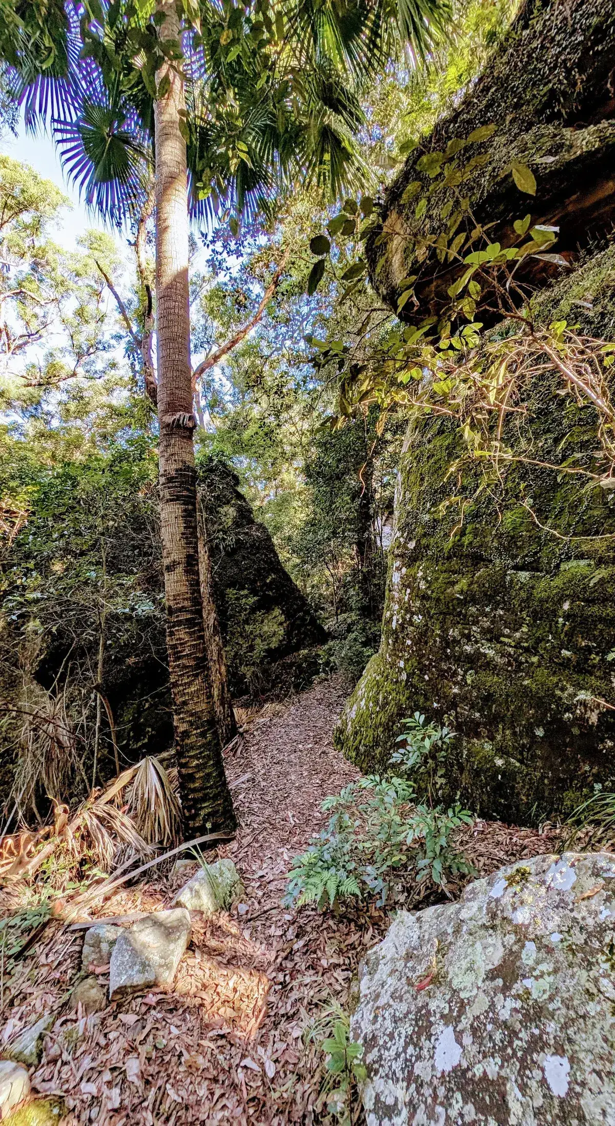 Path squeezed between a mossy boulder and a cabbage palm trunk