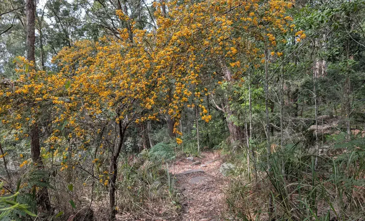 Golden flowering tree canopy arching over the forest track