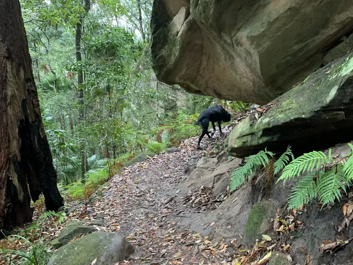 Dog descending a track beneath a massive overhanging sandstone boulder