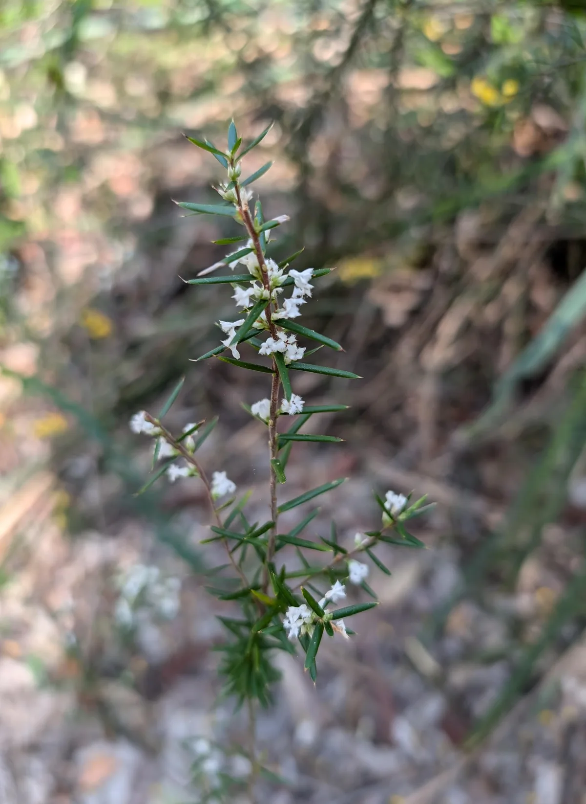 Delicate white heath blossoms scattered along a slender stem