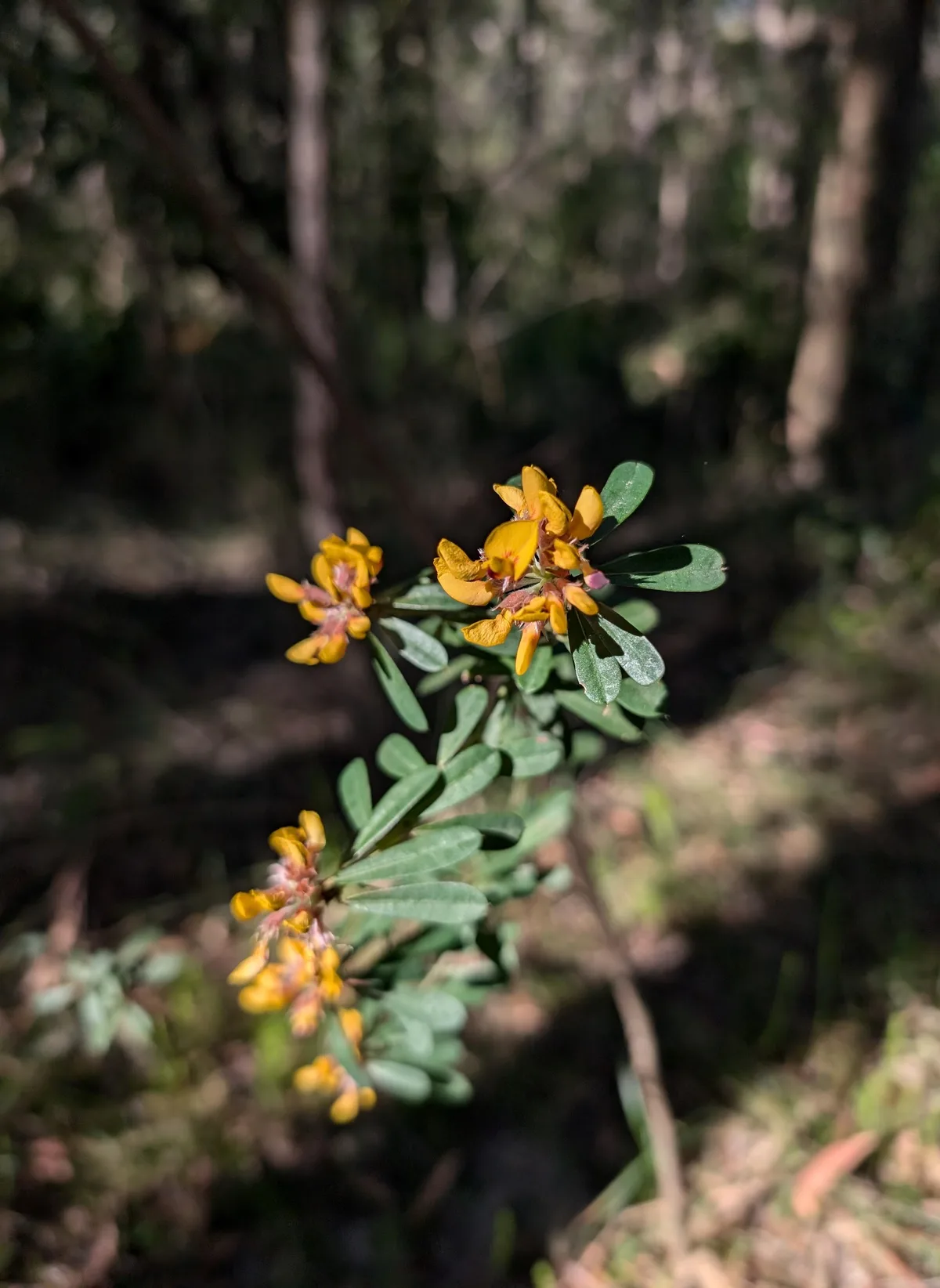 Cluster of golden orange pea flowers on a grey green shrub