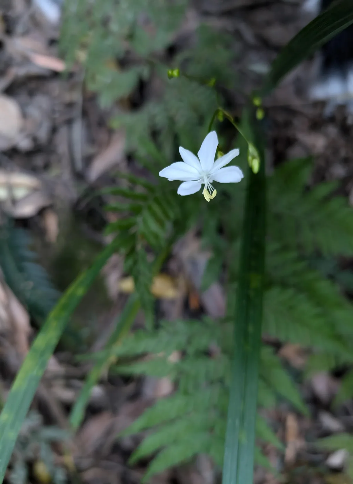 White rock lily flower blooming among strappy leaves on the trail