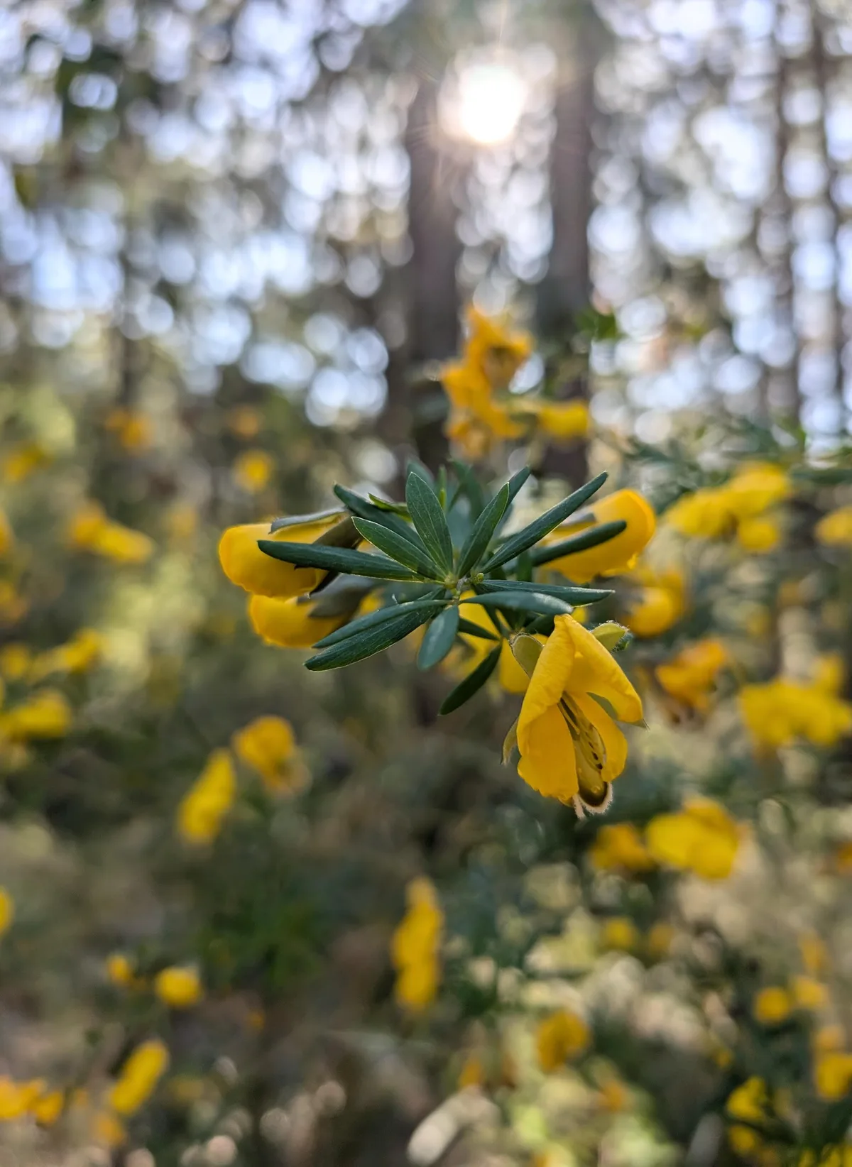 Sunlit yellow pea flowers glowing against the forest backdrop
