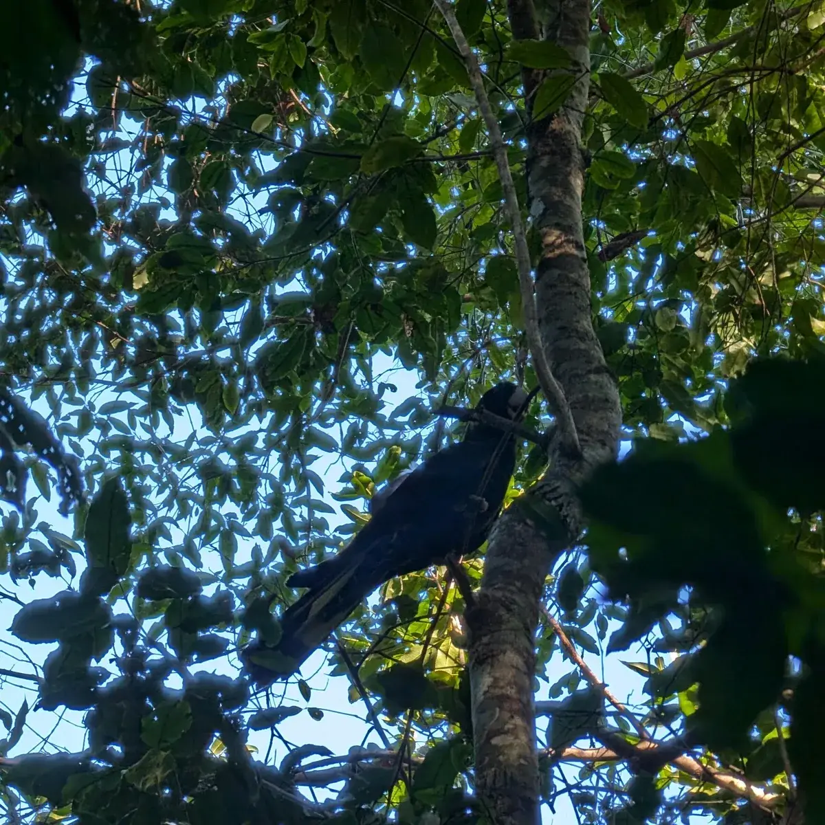 Currawong perched high in the forest canopy above the track
