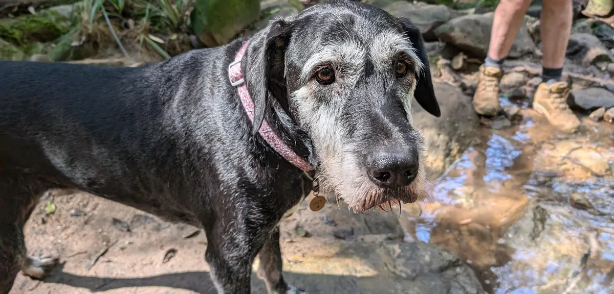 Grey muzzled dog drinking from a creek on the Strickland Falls walk