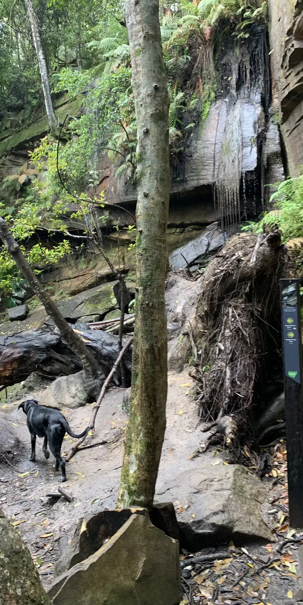 Dog walking past a dripping mossy rock wall near Strickland Falls
