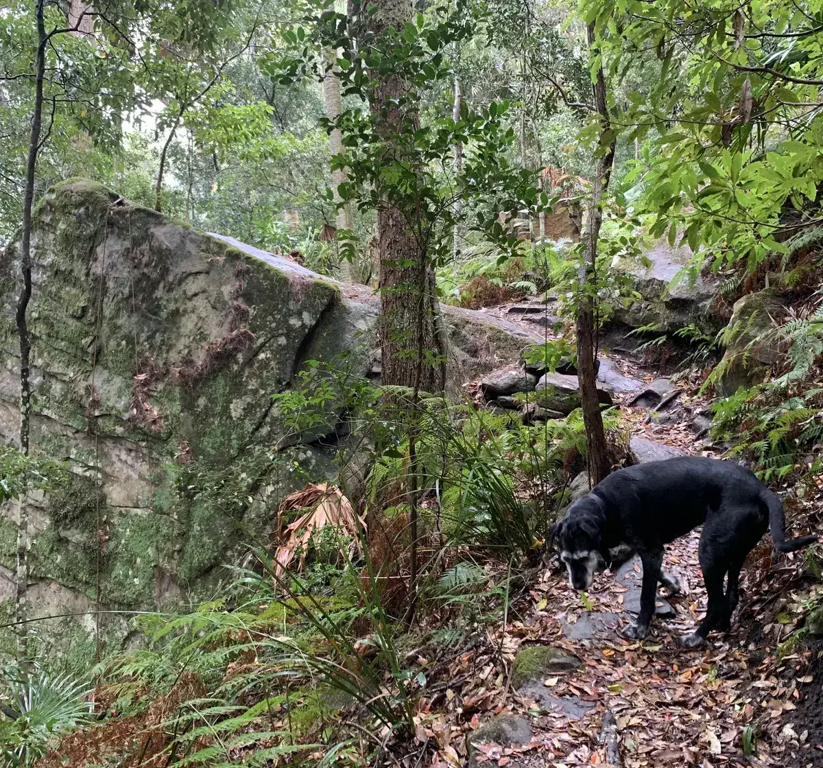 Dog sniffing the sandy trail beside a large flat boulder