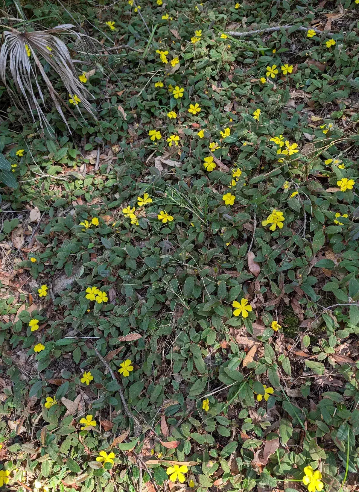 Carpet of yellow guinea flowers covering the ground near Strickland Falls