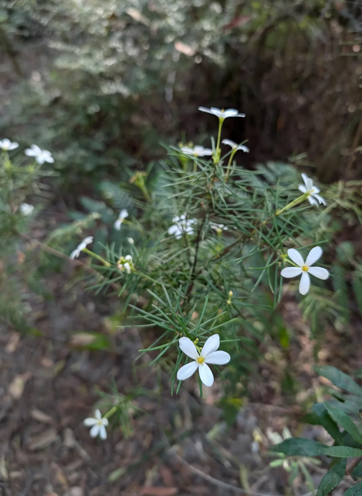 Cluster of tiny white heath flowers on wiry green foliage