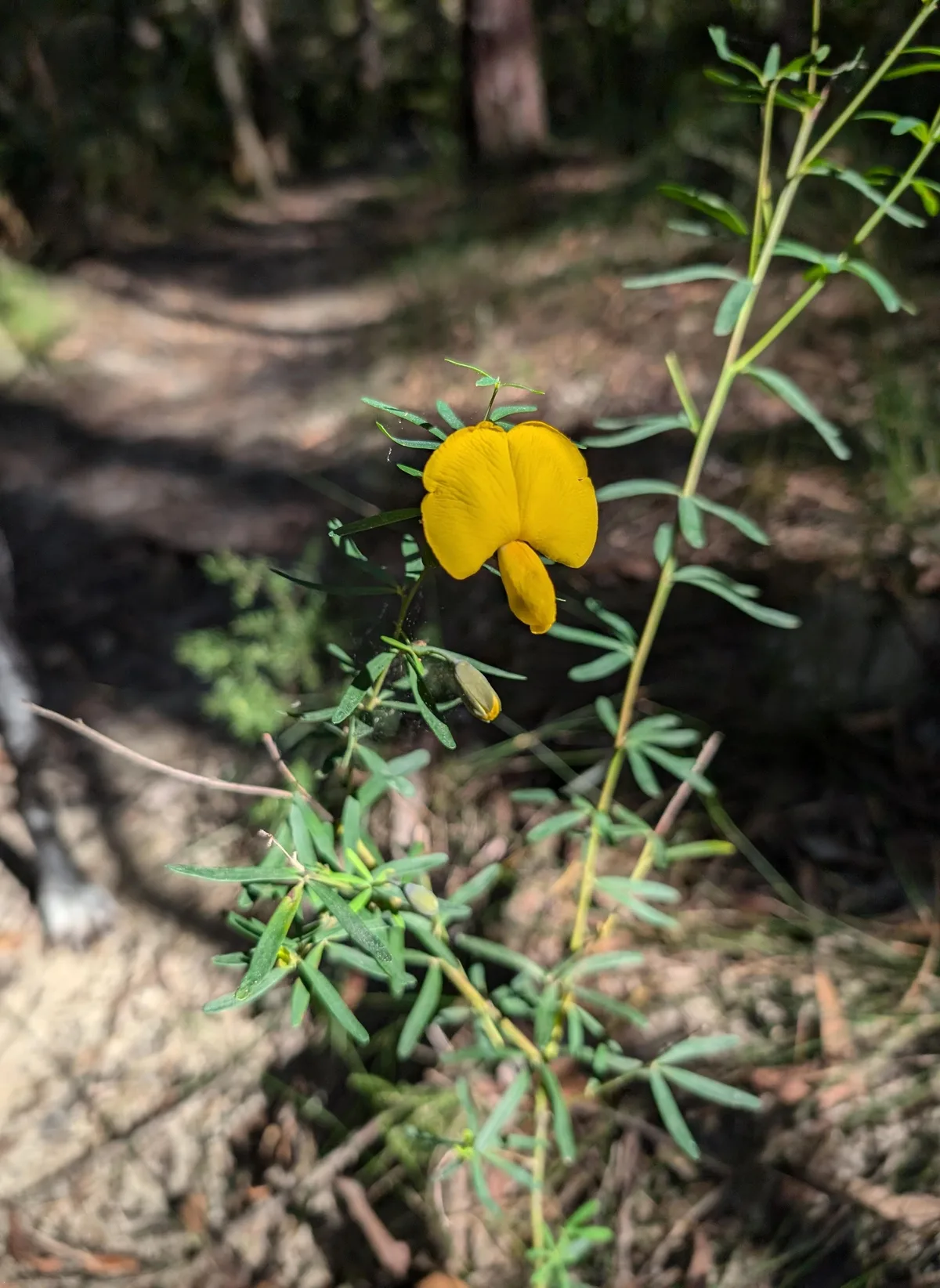 Single yellow pea flower opening beside the walking track