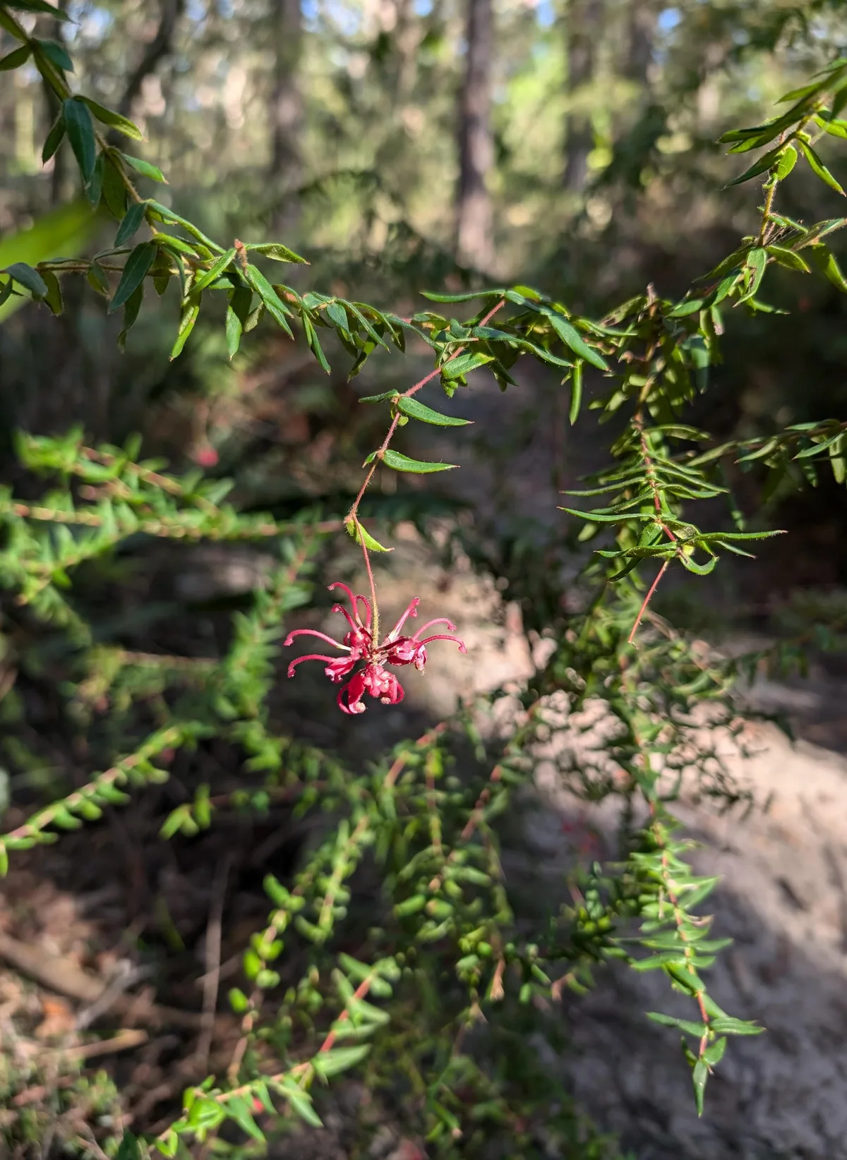 Pink grevillea flower with curling petals hanging from a branch