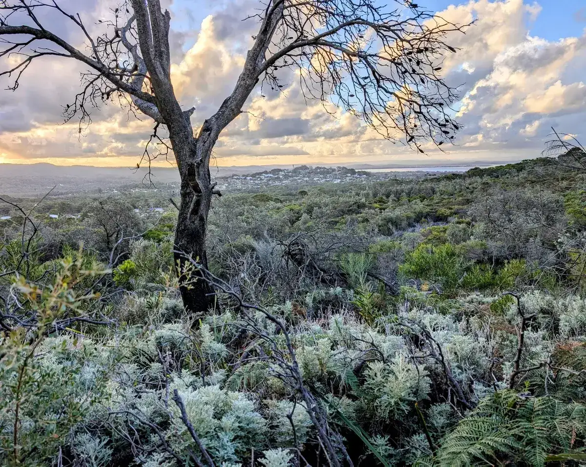 bare tree overlooking a coastal suburb and bushland from a hilltop