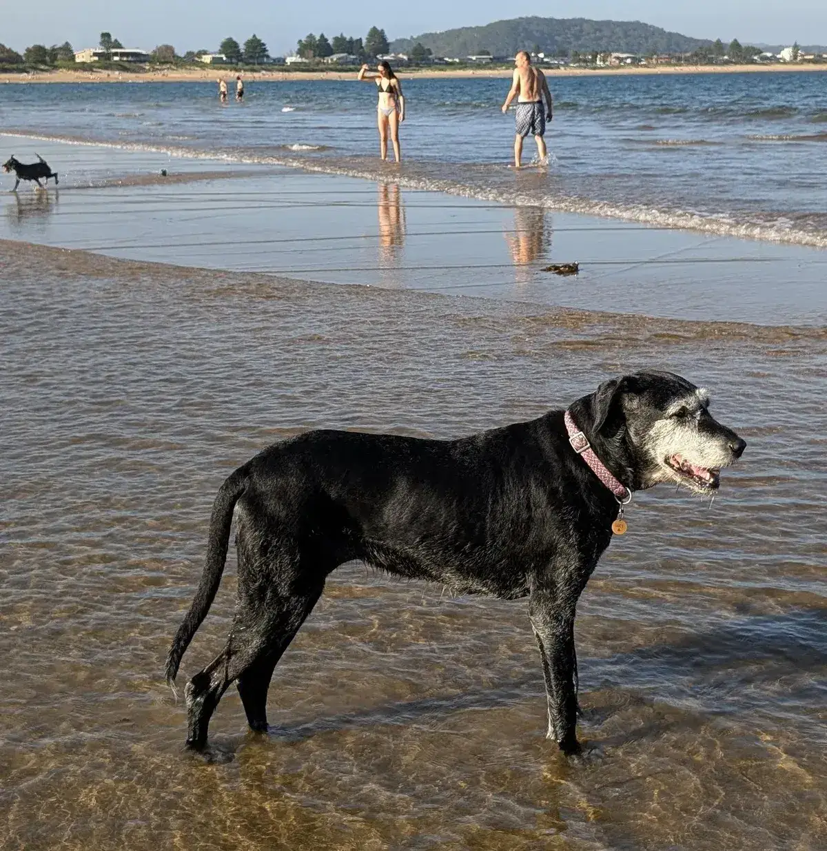 black dog standing in shallow water at a Central Coast dog beach