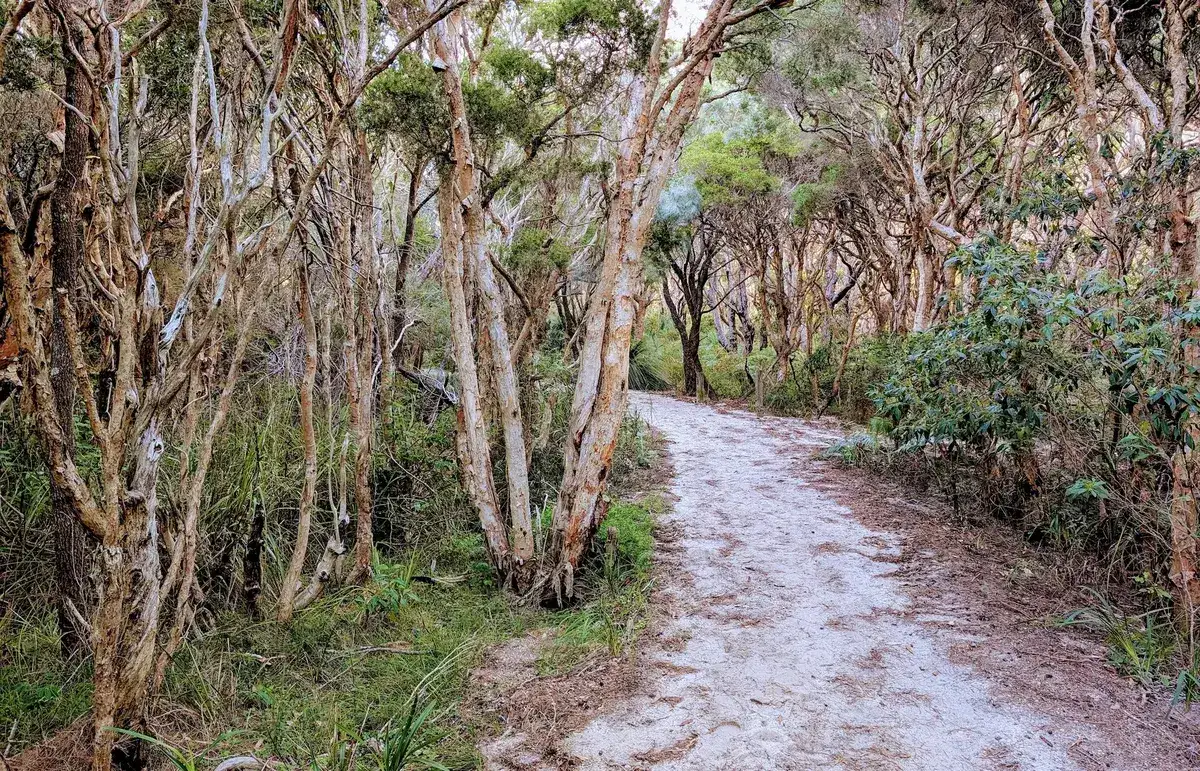 sandy bush track through paperbark trees leading toward a bushwalk